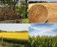 Biomasse, verso Linee guida per ottimizzare l’intero ciclo di sfruttamento